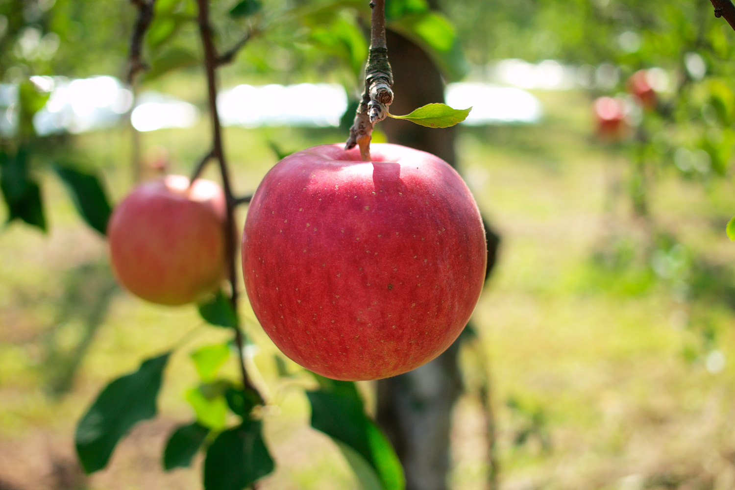 鶴田町のりんご津軽の代表りんごを栽培 メデタイ ツルタ